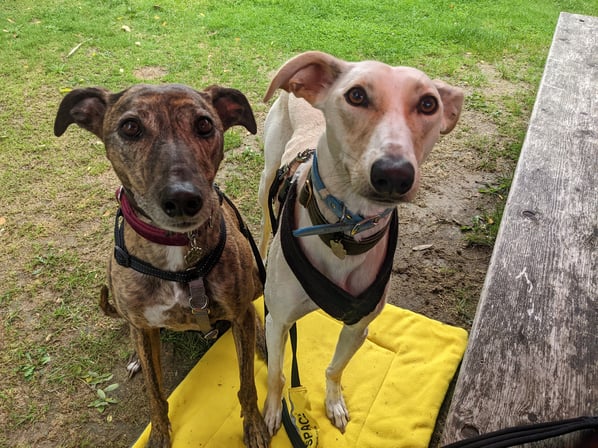 dogs[63]